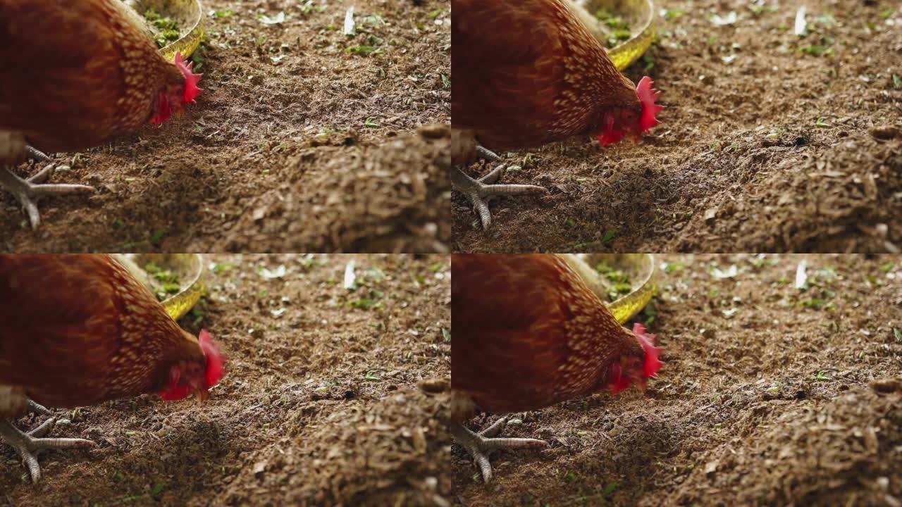 母鸡在地面农场吃谷物