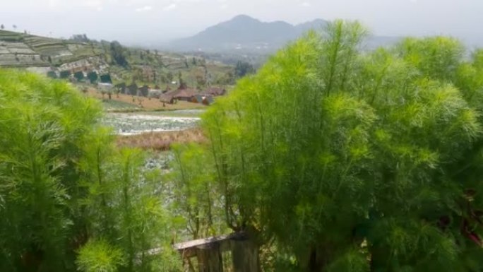 一种叫做茴香的蔬菜植物在山风中剧烈摇摆