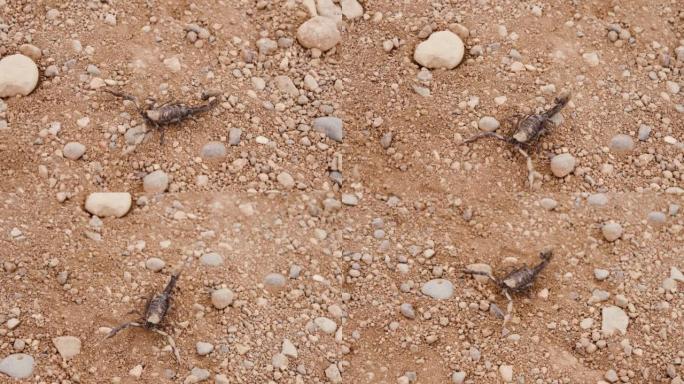 肮脏的黑蝎子在石质沙漠地面上行走。
