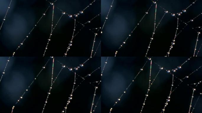 带有美丽露水的蜘蛛网特写。创意。美丽精致的蜘蛛网，雨后露珠。优雅的蜘蛛网，露水在草地的黑暗模糊背景上