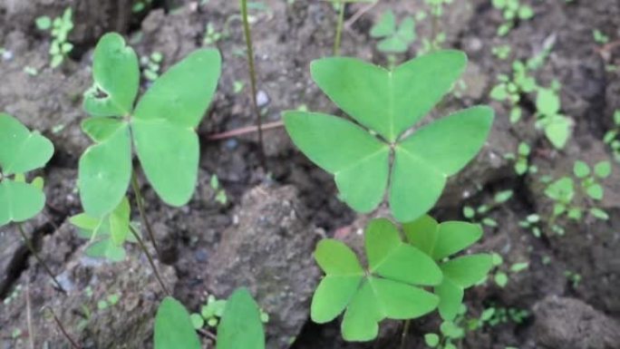 Close of Oxalis latifolia是woodsorrel家族中的一种开花植物，俗称g