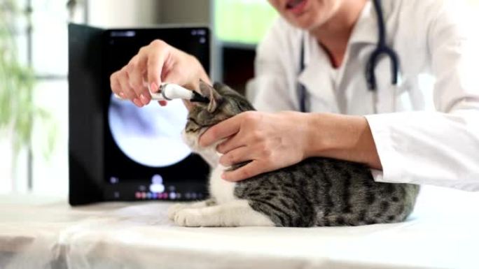 耳镜检查兽医诊所的猫耳