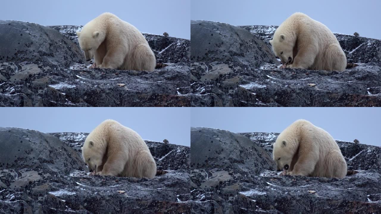 岩石上的北极熊吃鱼残骸，2022