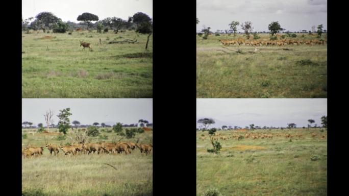 肯尼亚1977，非洲savana动物