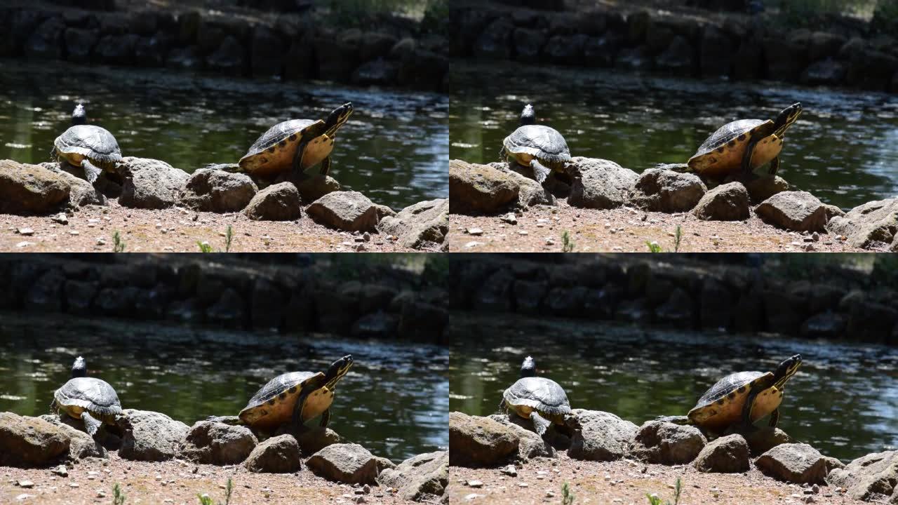 池塘边的海龟