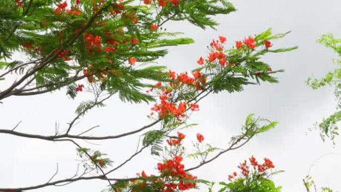夏季花Krishnachura (Delonix regia) 或孔雀花在整棵树上盛开。红绿花卉背景