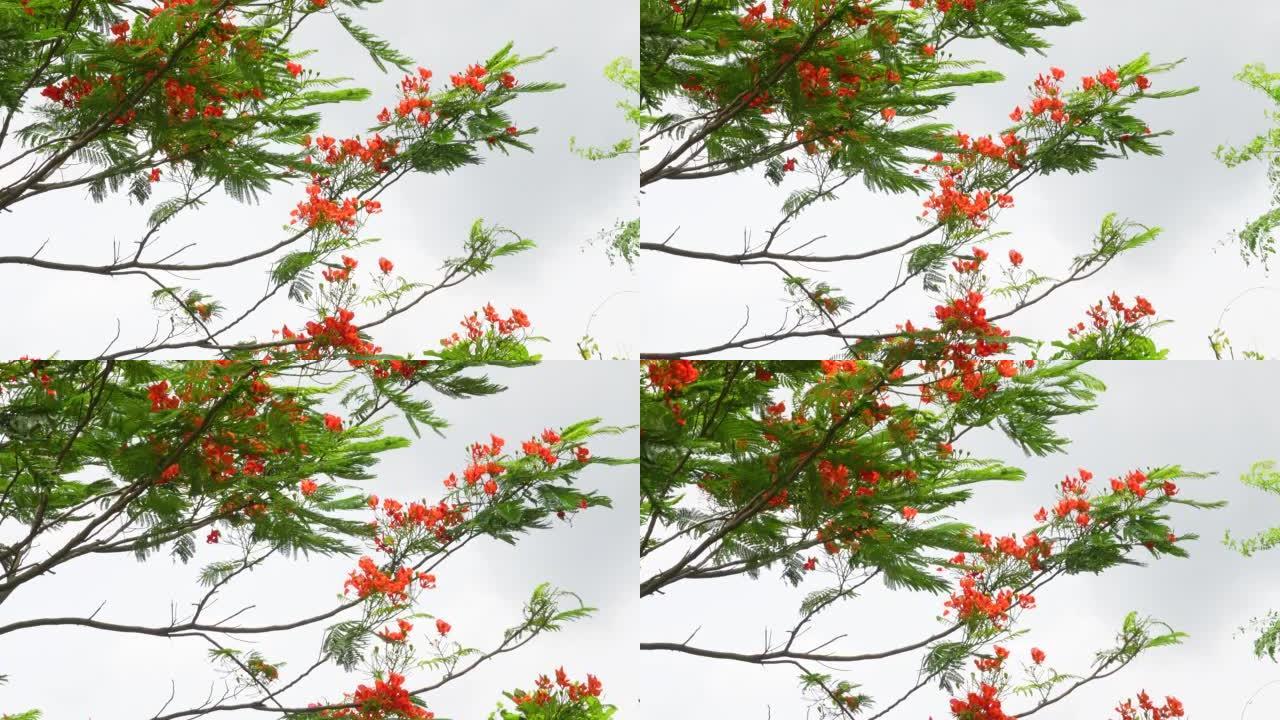 夏季花Krishnachura (Delonix regia) 或孔雀花在整棵树上盛开。红绿花卉背景