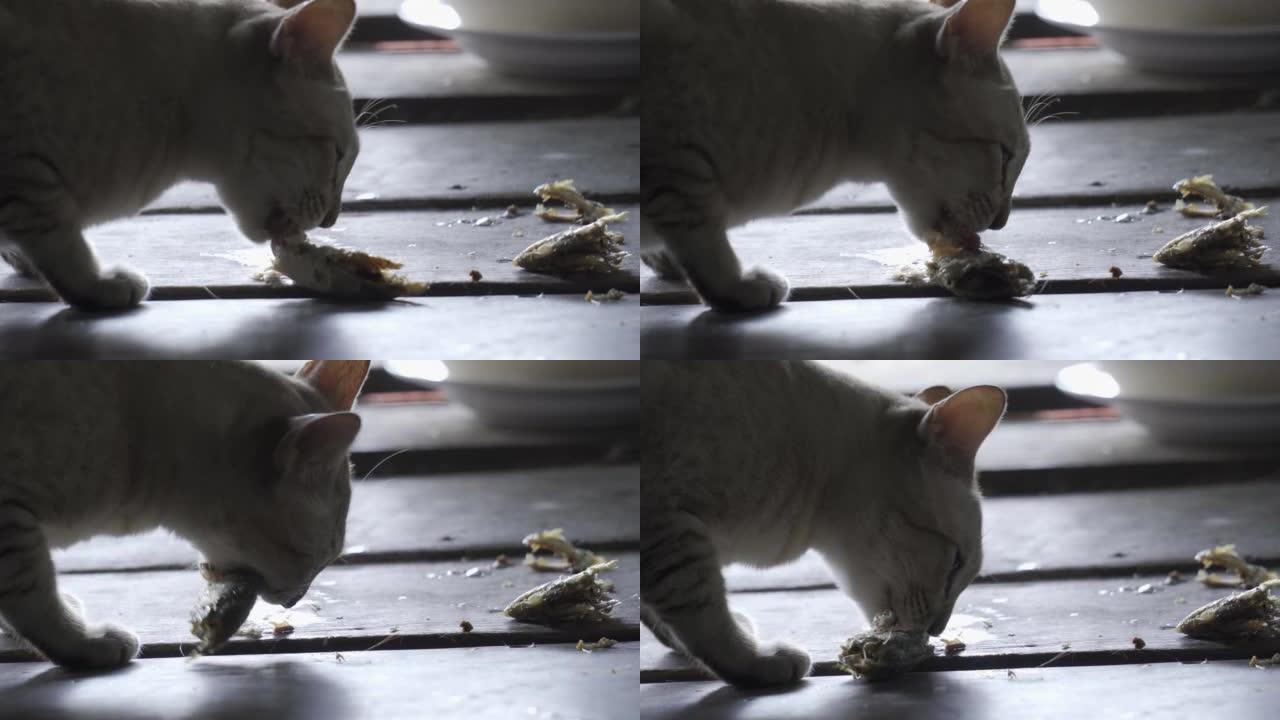 猫在木地板上吃炸鲭鱼。许多炸鲭鱼块散布在地板上。室内房子里可爱的宠物。