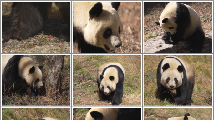 大熊猫 国宝 散步 锻炼减肥