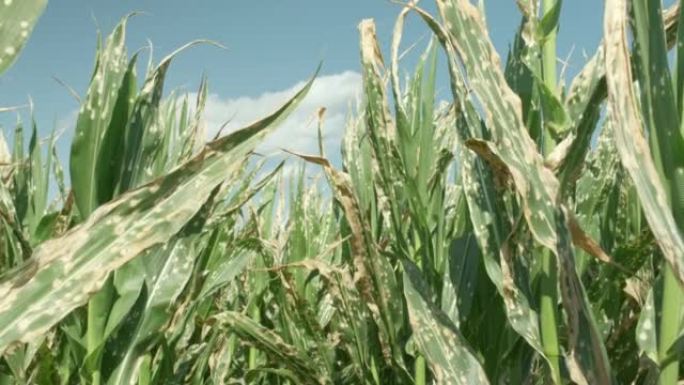 玉米植株在玉米地错误施用除草剂后枯萎死亡