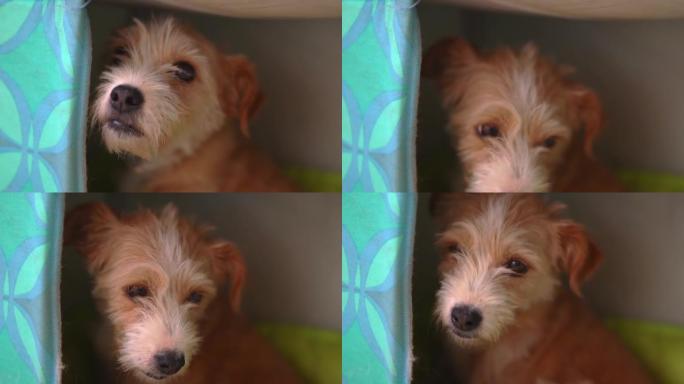 孤独的杂种狗在动物救援庇护所里有着悲伤但善良的眼睛，被遗弃的宠物失去了家园和家人。虐待宠物，虐待人类