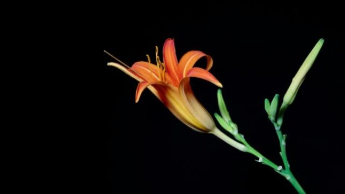 橙色Hemerocallis fulva的延时镜头，或普通的黄花菜从芽到全花的花朵生长在黑色背景上，