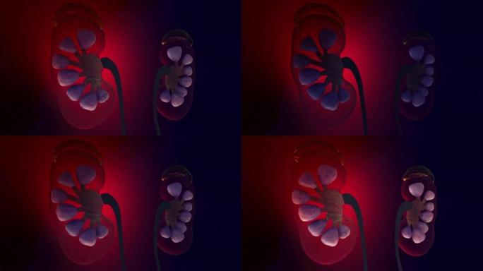 肾衰竭三维人体器官肾的三维动画