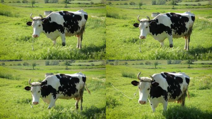 Free Cow in Albanian countryside field