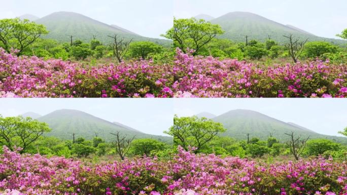 染成粉红色的雾岛鹿原春景