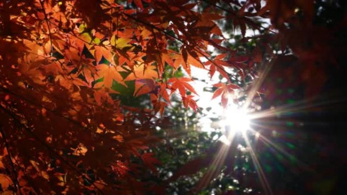 4K  slow motion video of autumn leaves.
Backlit sh