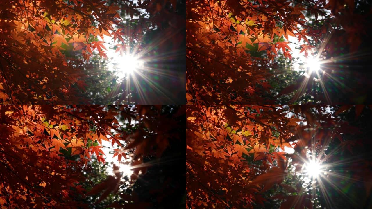 4K  slow motion video of autumn leaves.
Backlit sh