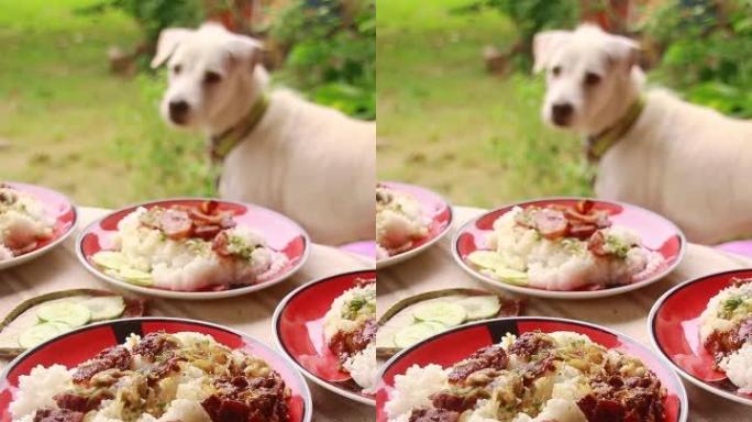 专注于餐桌上的食物，宠物狗经过并在背景中瞥了一眼