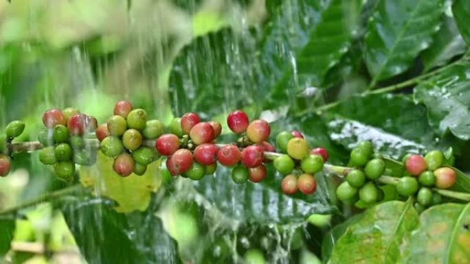 农业种植园中咖啡树树枝上的咖啡樱桃生长的降雨。