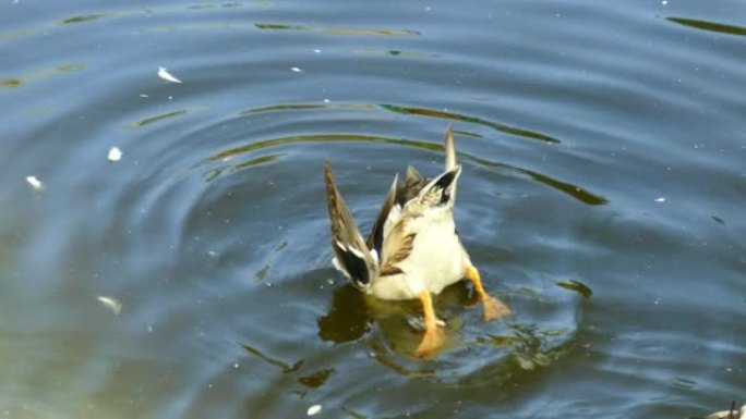 有趣的鸭子在池塘里在水下寻找食物