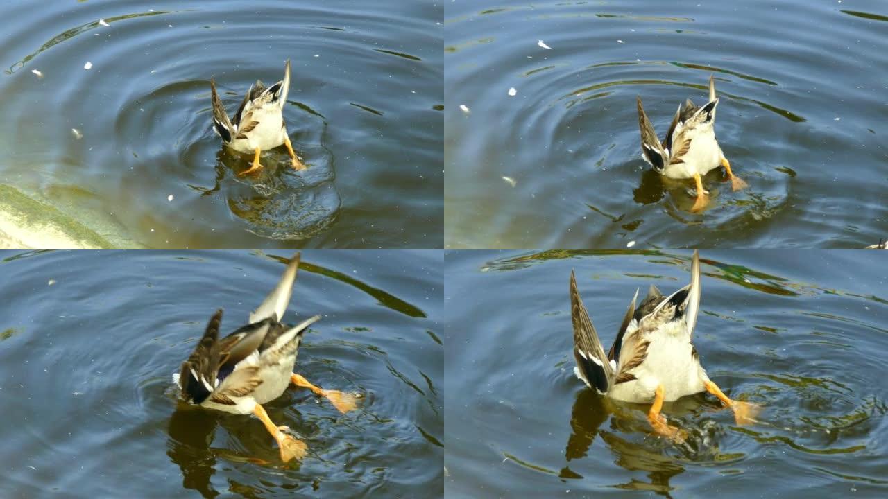 有趣的鸭子在池塘里在水下寻找食物