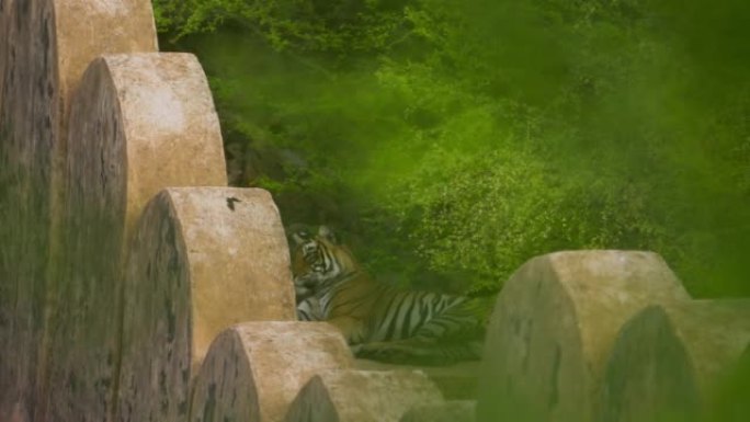 坐在Ranthambore老虎保护区的一座堡垒上的皇家孟加拉母老虎