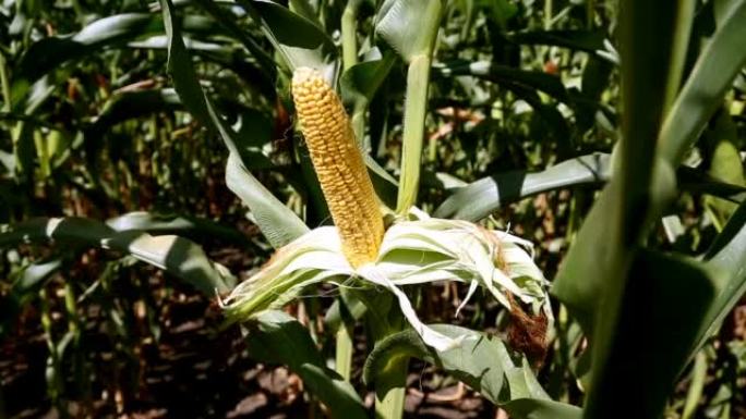 大多数玉米杂交种产量高。大叶和高大的玉米茎。玉米农业领域。
