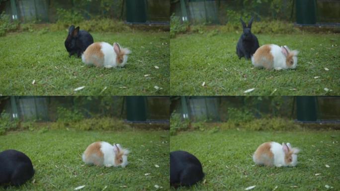 两只小兔子在花园里跳来跳去。