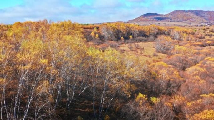 Aerial view of colorful birch forest in autumn