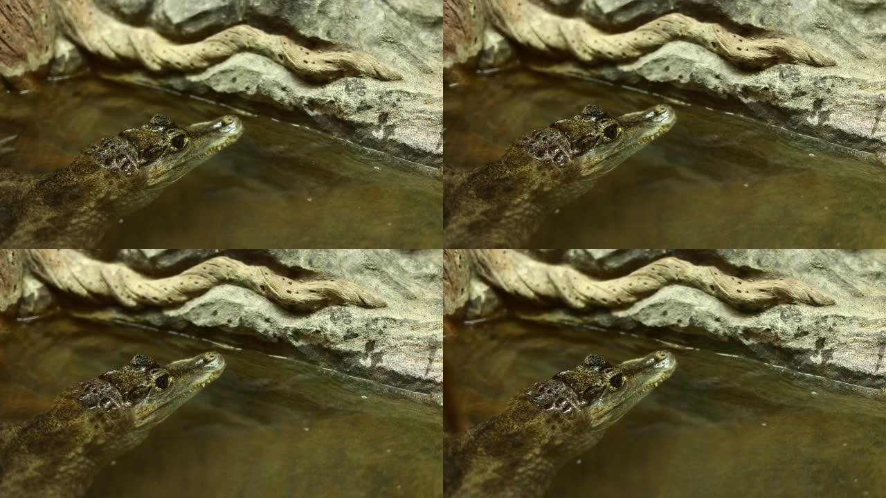 水面上方鳄鱼头的特写。一只危险的爬行动物从水里窥视出来。光滑额凯门鳄，古三角鳄。凯门鳄在玻璃容器里看