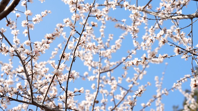 北京居庸关春天山桃花高质量实拍