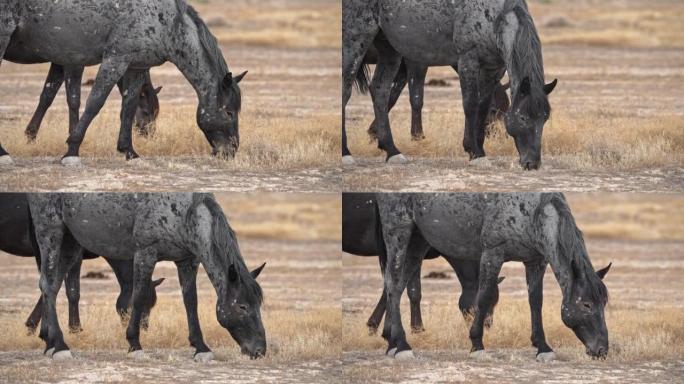 在干燥尘土飞扬的犹他州沙漠中放牧的马匹