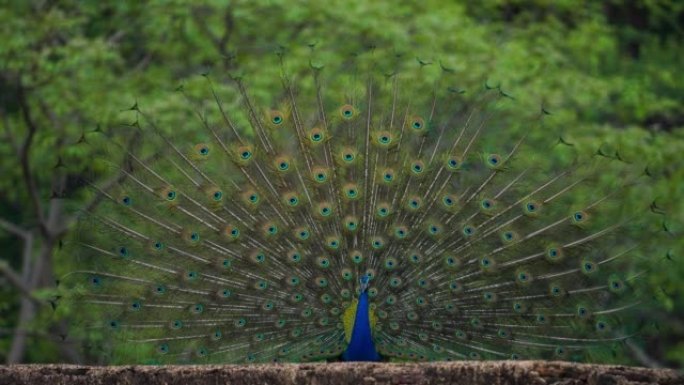 一只美丽的雄性孔雀在印度的森林中展示羽毛