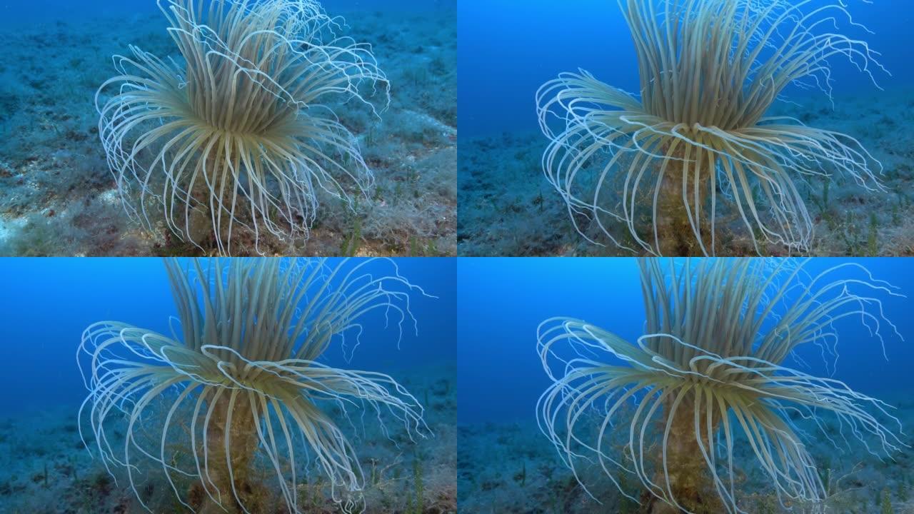 大自然水下-深海海床中的Cerianthus