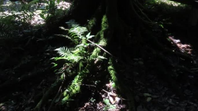 tree with moss in rainforest