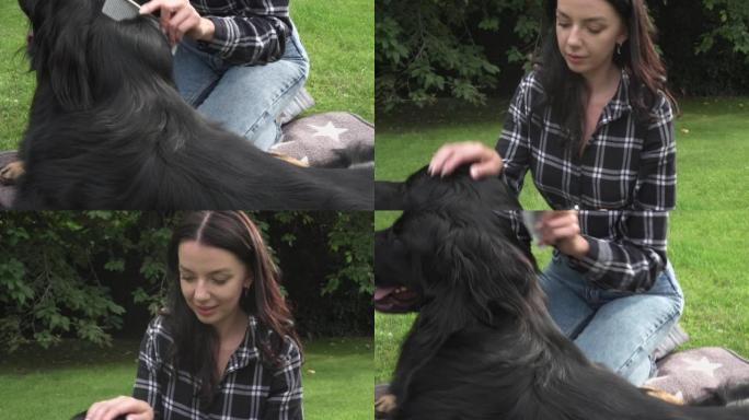 这位年轻女子是纯种狗Hovawart Dog的主人，她在花园里用梳子梳理狗的头发。家畜，宠物护发。