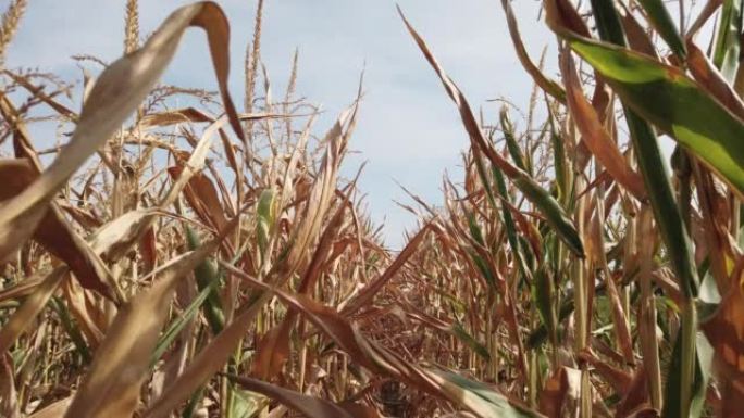 在夏末穿越受干旱影响的玉米田