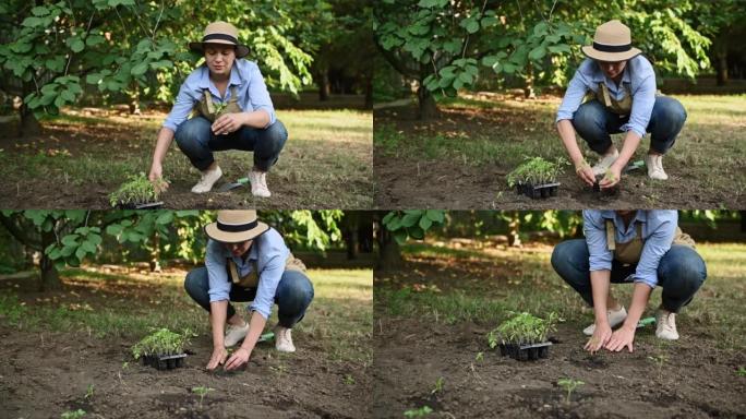经验丰富的女农民通过将它们放在空地上的一个洞中来检查和分离相生的番茄幼苗