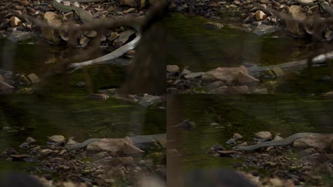 老鼠蛇在印度西部森林的水流中游泳