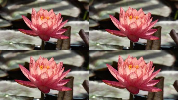 晴朗的日子里，美丽的红色睡莲在宁静的池塘里，4k实时镜头放大效果。