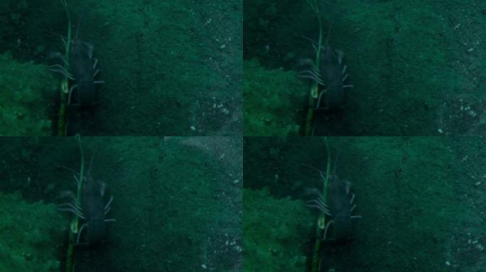 4k慢动作水平镜头。野生动物的概念。小龙虾坐在湖的底部，从透明的水面上摆动胡须和触须。