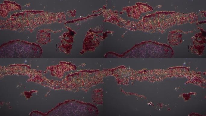 地衣秒的显微图像。放大400倍并用斜光拍摄