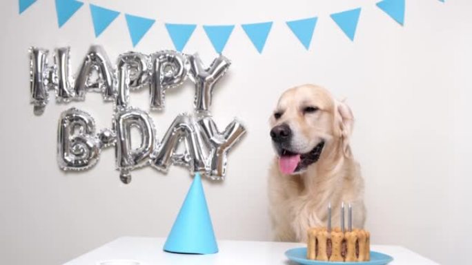 可爱的狗吃生日蛋糕。戴着蓝色生日帽子的气球金毛猎犬。宠物的生日聚会