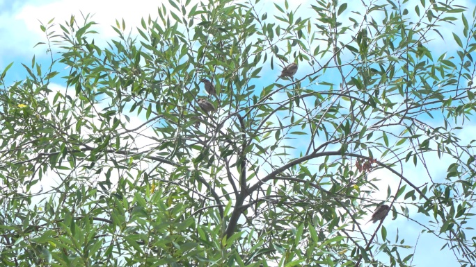 小鸟 麻雀 麻雀在柳树上 小麻雀一群麻雀