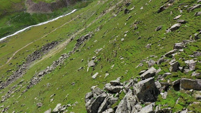 岩羊奔跑 岩羊受到惊吓 岩羊休息