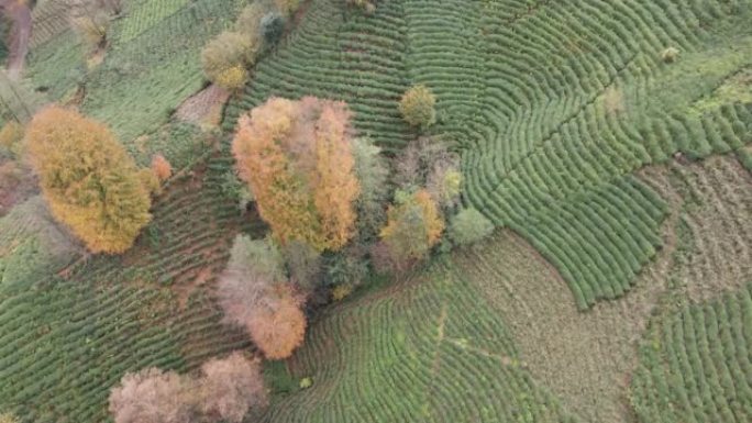 秋季和茶园