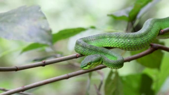 绿色毒蛇 (Trimeresurus albolabris) 的4k分辨率视频。