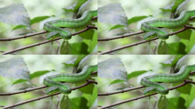 绿色毒蛇 (Trimeresurus albolabris) 的4k分辨率视频。