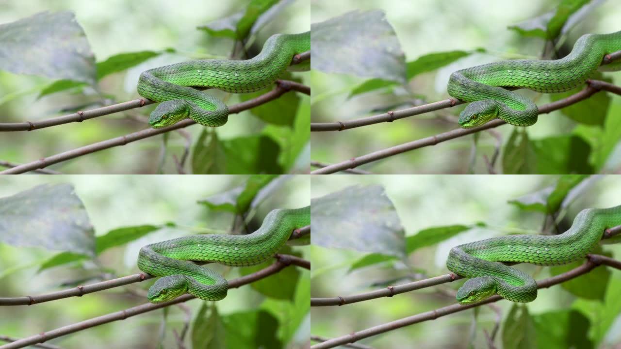 绿色毒蛇 (Trimeresurus albolabris) 的4k分辨率视频。