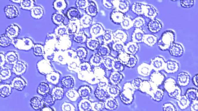 在紫光下通过显微镜观察繁殖的宏观细菌